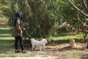 قیمت حیوانات خانگی در ایران چقدر است؟ | مار داریم ۳۵ میلیون تومان و میمون ۴۰ میلیون تومان | قیمت‌های نجومی برای سگ‌های پودل و گربه‌های پرعشوه!