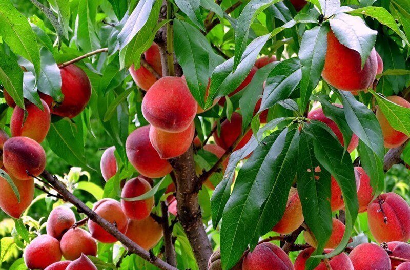 میوه عجیبی که مختص تهران است