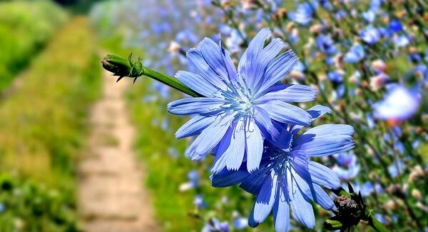 گیاه کاسنی برای چی خوبه ؟ ؛ خواص درمانی و نحوه کشت گیاه کاسنی + عکس گیاه کاسنی