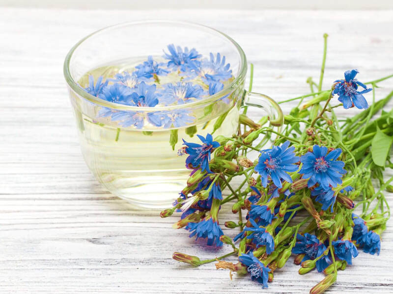 گیاه کاسنی برای چی خوبه ؟ ؛ خواص درمانی و نحوه کشت گیاه کاسنی + عکس گیاه کاسنی