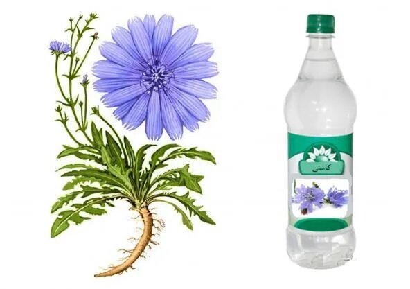 گیاه کاسنی برای چی خوبه ؟ ؛ خواص درمانی و نحوه کشت گیاه کاسنی + عکس گیاه کاسنی