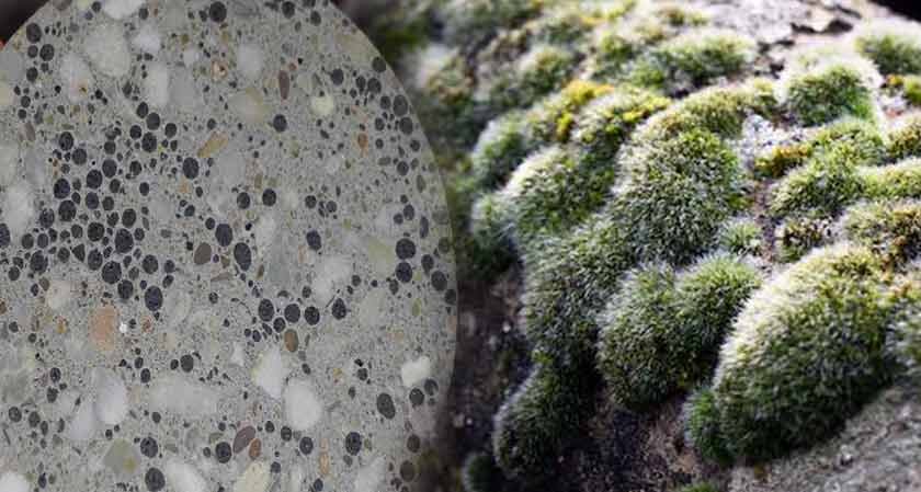 انقلابی در ساختوساز با قارچ و باکتری | جایگزینی برای بتن آلاینده؟