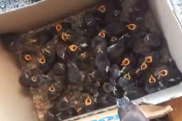 قاچاق پرنده ۱۵ میلیون تومانی | کشف ۴۰۰۰ جوجه مرغ مینای قاچاق در ۲ روز