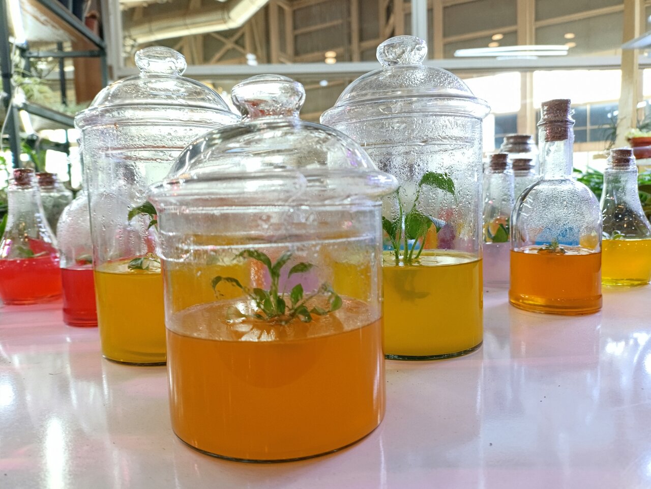 خاصترین محصولات نمایشگاه گل و گیاه بوستان گفتگو را بشناسید