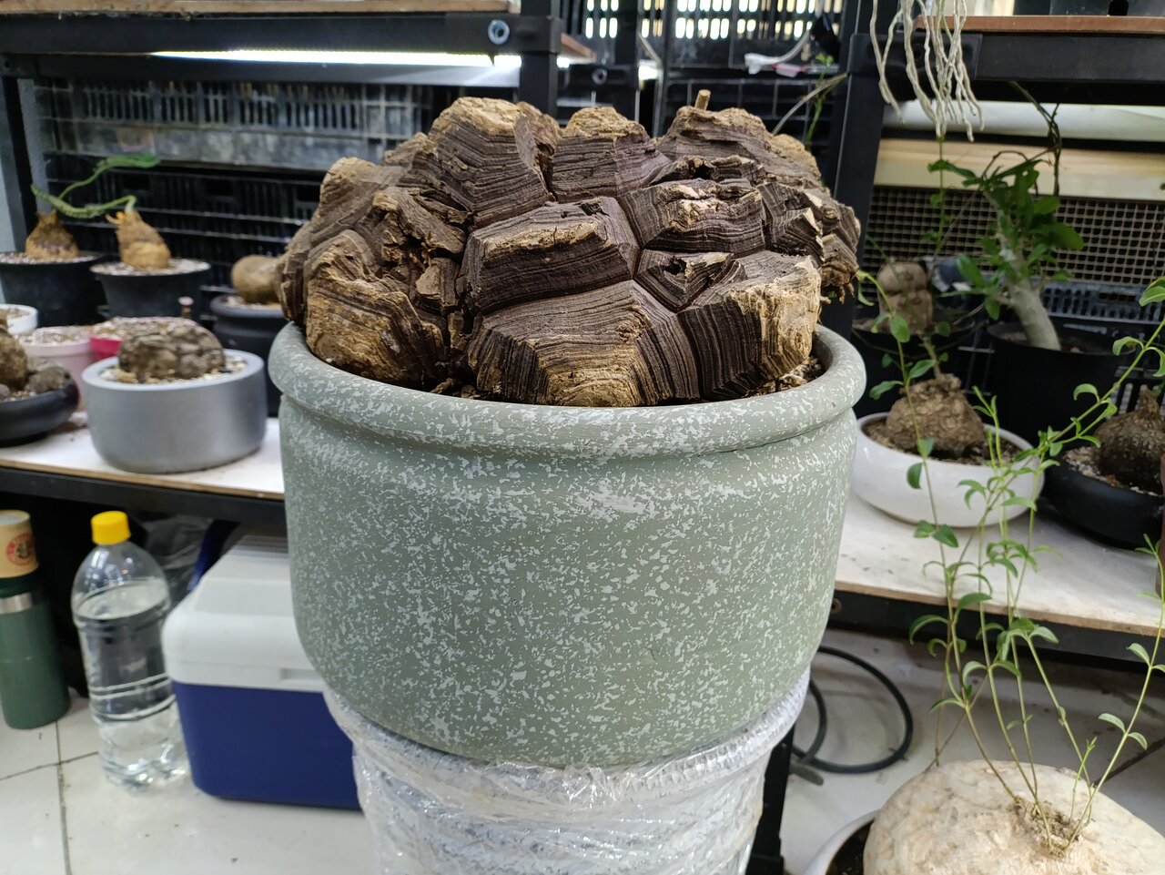 خاصترین محصولات نمایشگاه گل و گیاه بوستان گفتگو را بشناسید