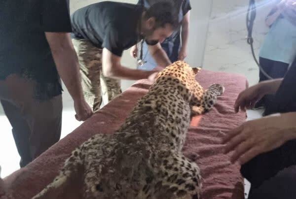 نجات پلنگ زخمی ایرانی در البرز + تصاویر