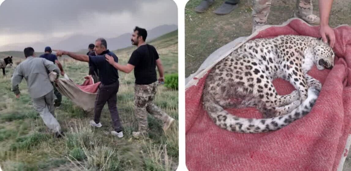 نجات پلنگ زخمی ایرانی در البرز + تصاویر