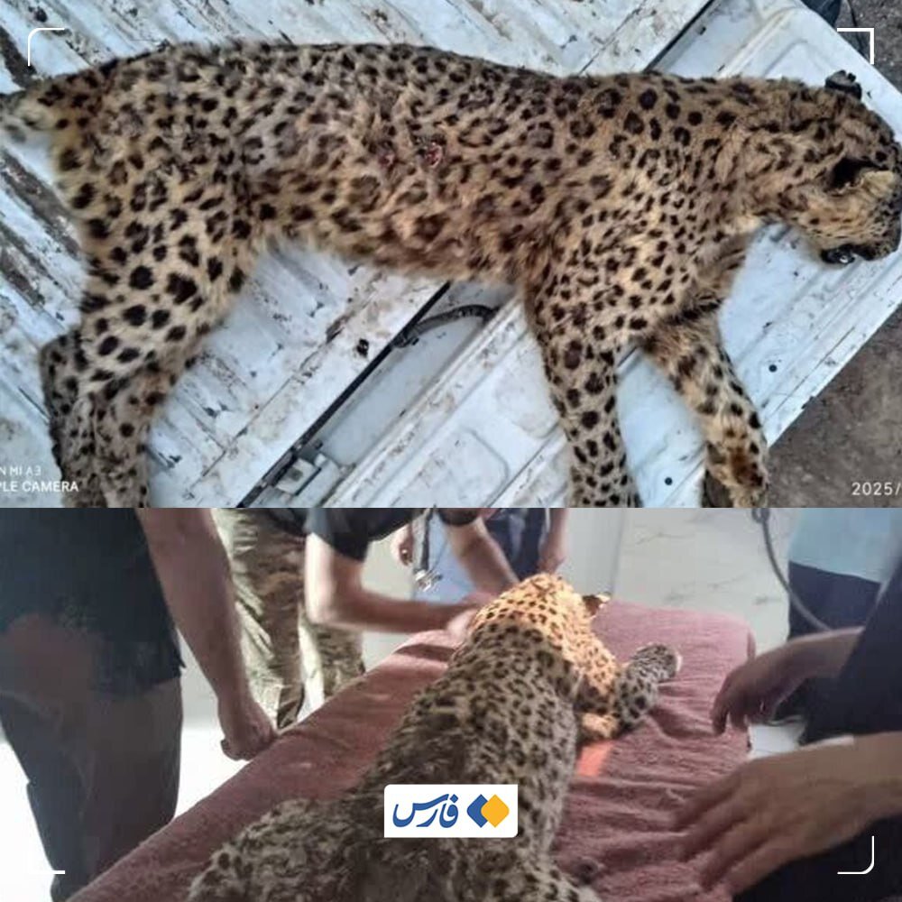 پلنگ ایرانی حریف تشی نشد+ عکس | کالبد شکافی این پلنگ در دست اقدام است