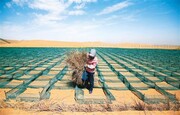 تکنیک چین برای بیابان‌زدایی؛ تبدیل صحرا به سرزمین سبز! | ویدئو