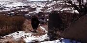 اهالی این روستا پای کوه با سرما خداحافظی می کنند  | ثبت خداحافظی در فهرست میراث ملی