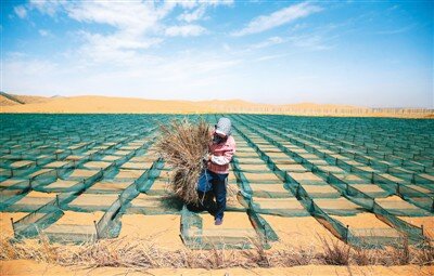 تکنیک چین برای بیابان‌زدایی؛ تبدیل صحرا به سرزمین سبز! | ویدئو