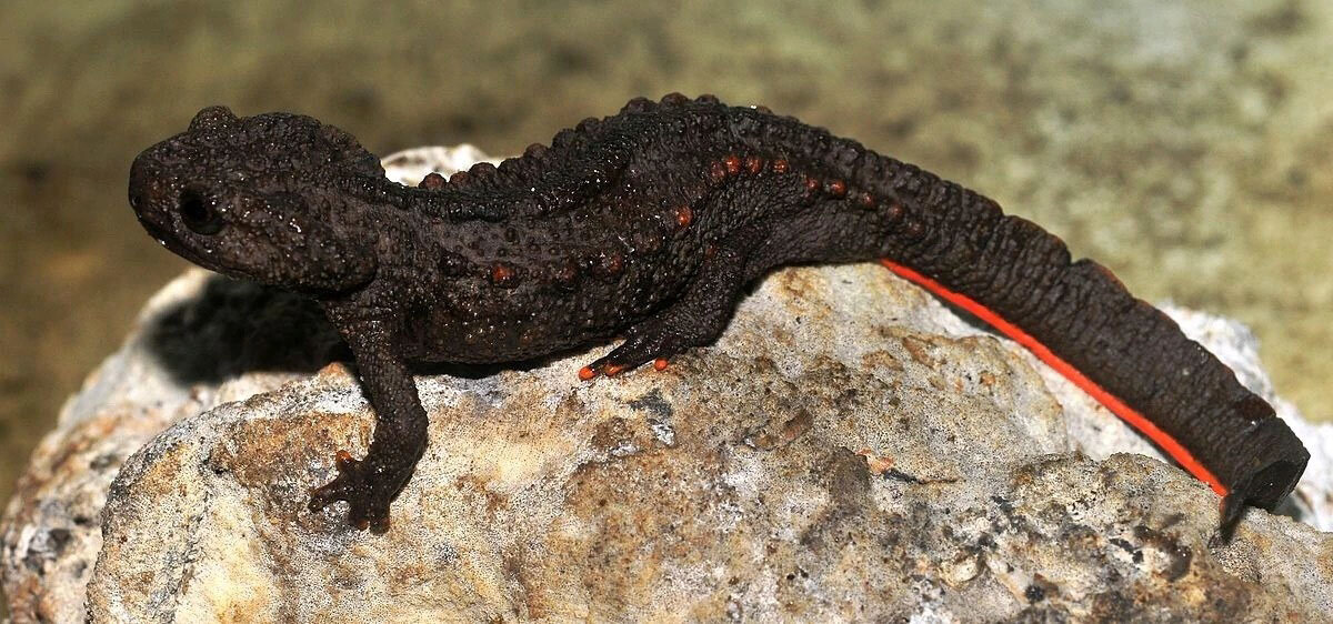 موجودات عجیبی که به تازگی کشف شدهاند! + عکس