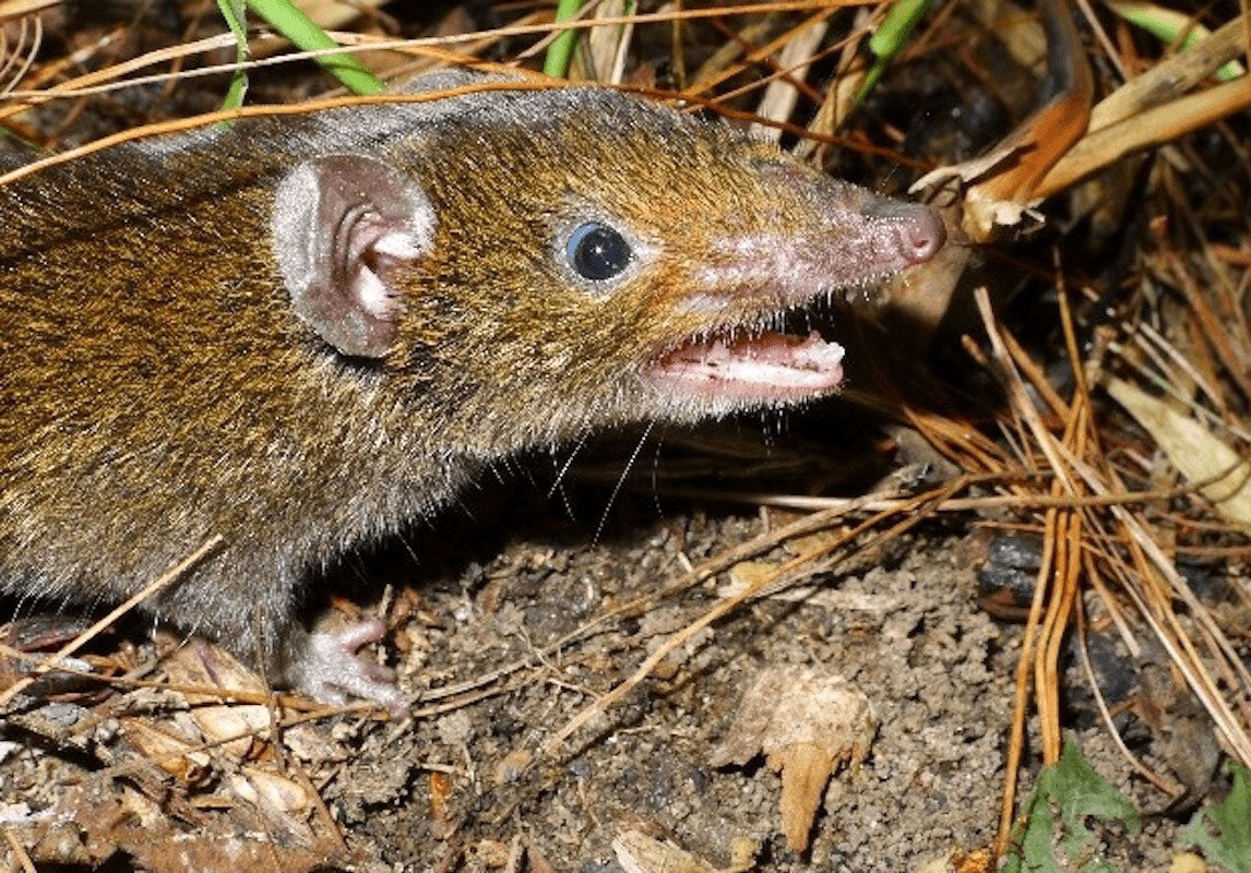 موجودات عجیبی که به تازگی کشف شدهاند! + عکس