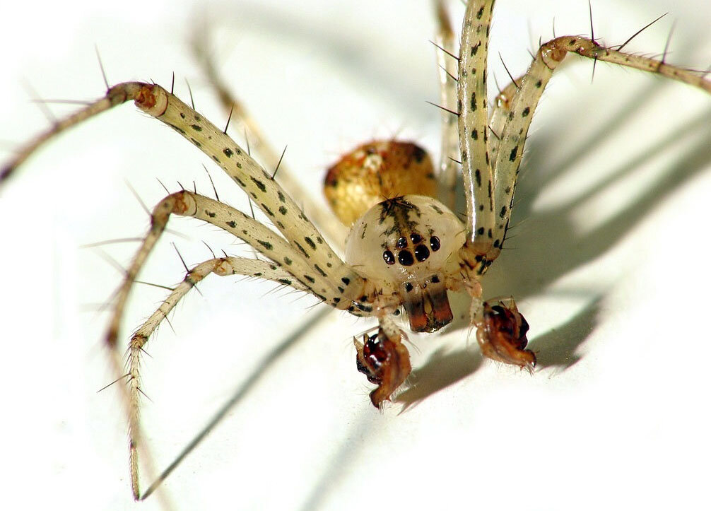 موجودات عجیبی که به تازگی کشف شدهاند! + عکس