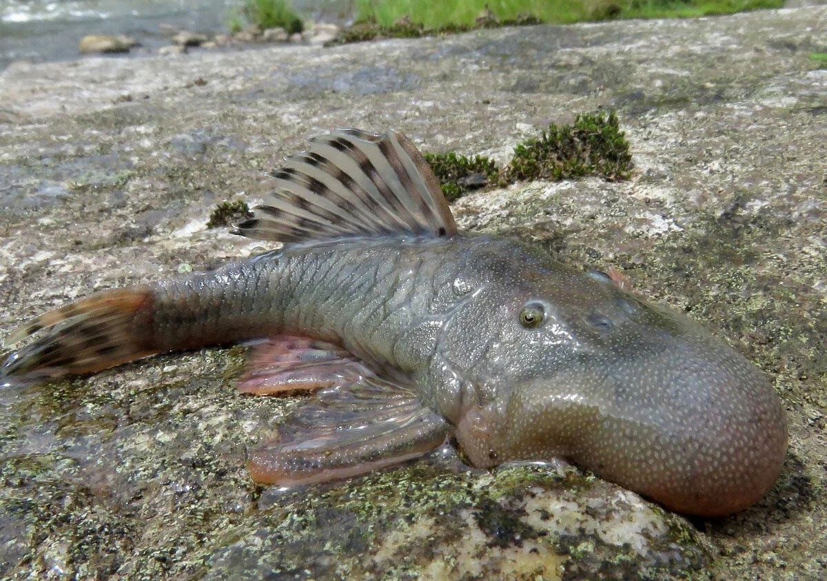 موجودات عجیبی که به تازگی کشف شدهاند! + عکس
