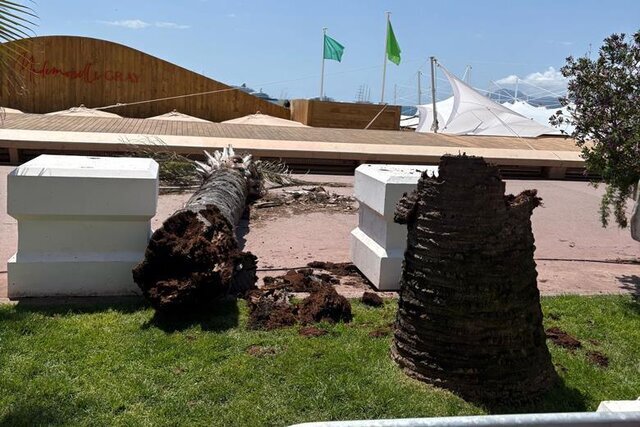 سقوط نخل در جشنواره کن | تصاویر