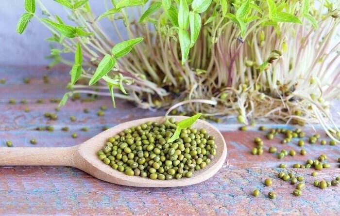 جوانه ماش برای چی خوبه ؟ ؛ طرز مصرف جوانه ماش + روش تهیه جوانه ماش