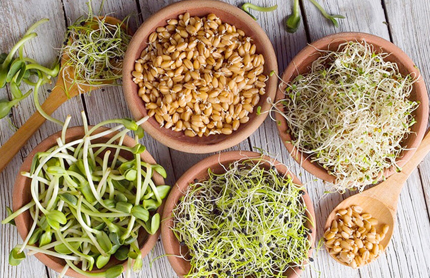 جوانه ماش برای چی خوبه ؟ ؛ طرز مصرف جوانه ماش + روش تهیه جوانه ماش