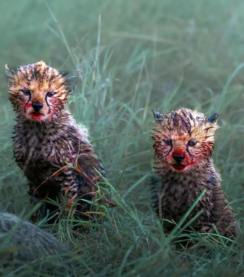 چهره‌های آغشته به خون توله‌های یوزپلنگ پس از غذاخوردن! | تصاویر