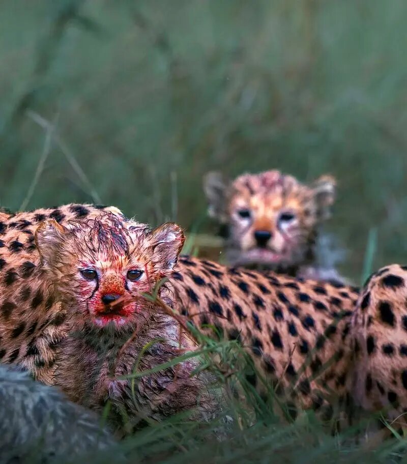 چهرههای آغشته به خون تولههای یوزپلنگ پس از غذاخوردن! | تصاویر