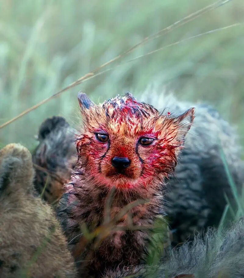 چهره‌های آغشته به خون توله‌های یوزپلنگ پس از غذاخوردن! | تصاویر