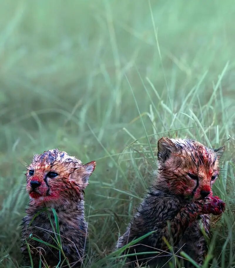 چهرههای آغشته به خون تولههای یوزپلنگ پس از غذاخوردن! | تصاویر