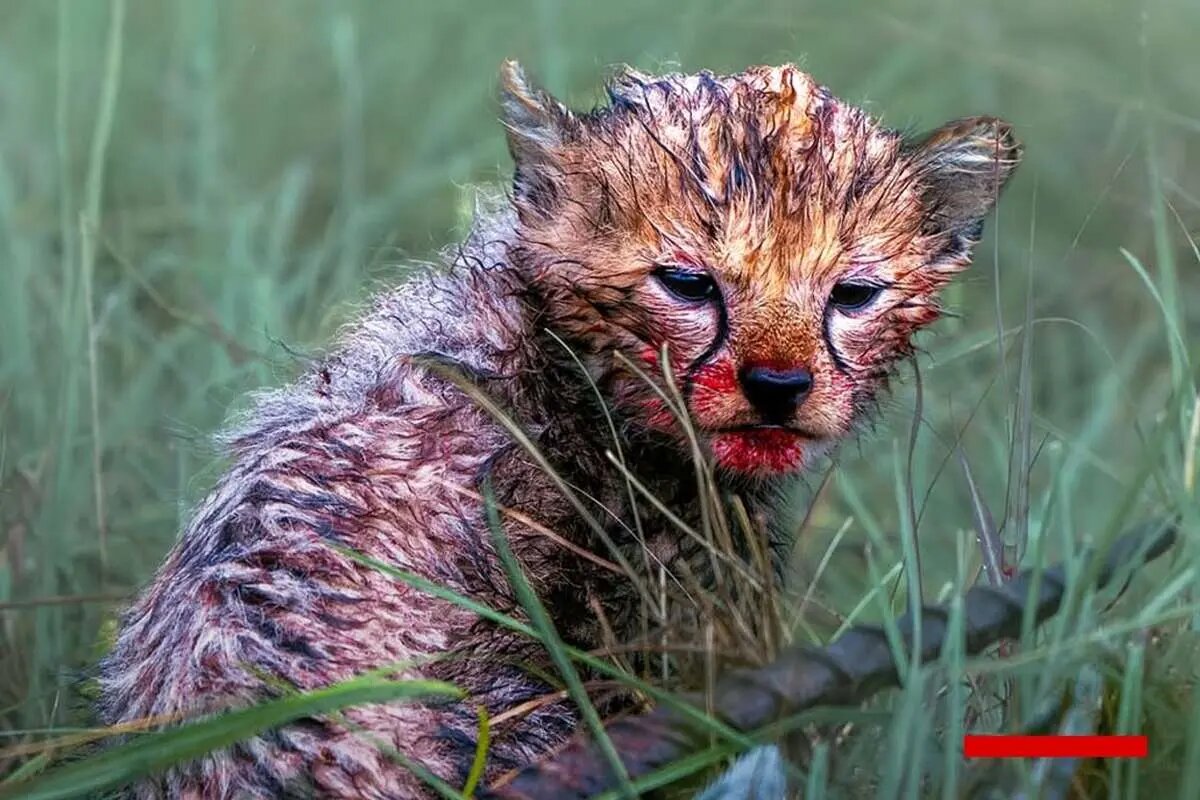 چهرههای آغشته به خون تولههای یوزپلنگ پس از غذاخوردن! | تصاویر