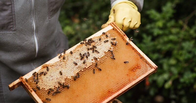 ۱۰ فایده کمتر شناخته شده عسل برای سلامتی