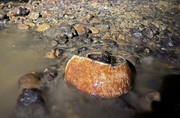 کشف  دستبند صدفی هزار ساله  در یک غار ‌| عکس