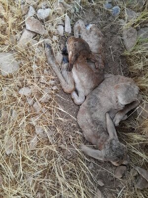 تصاویری از بچه آهو نجات یافته از آتش‌سوزی قراویز