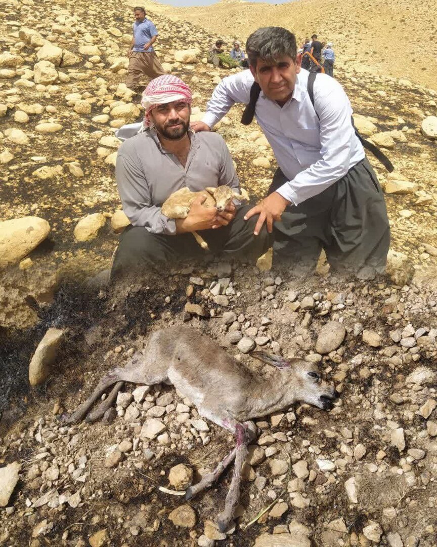 تصاویری از بچه آهو نجات یافته از آتشسوزی قراویز