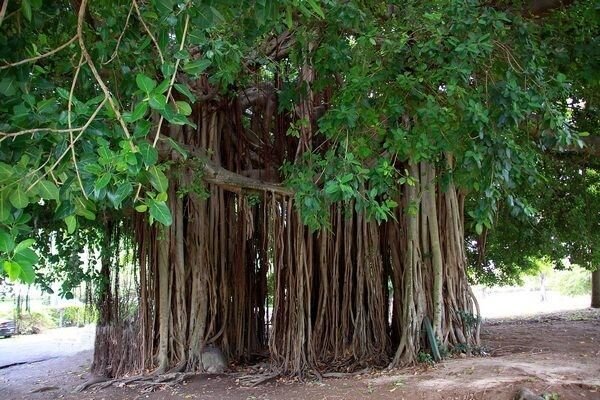 درختان عجیب دنیا؛ از اژدهای خونریز تا رنگین کمانی از رنگ ها + تصاویر