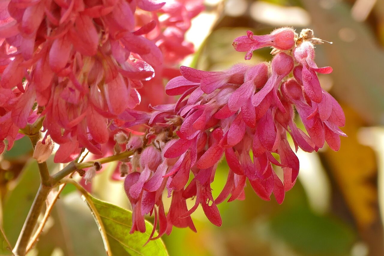 درختان عجیب دنیا؛ از اژدهای خونریز تا رنگین کمانی از رنگ ها + تصاویر