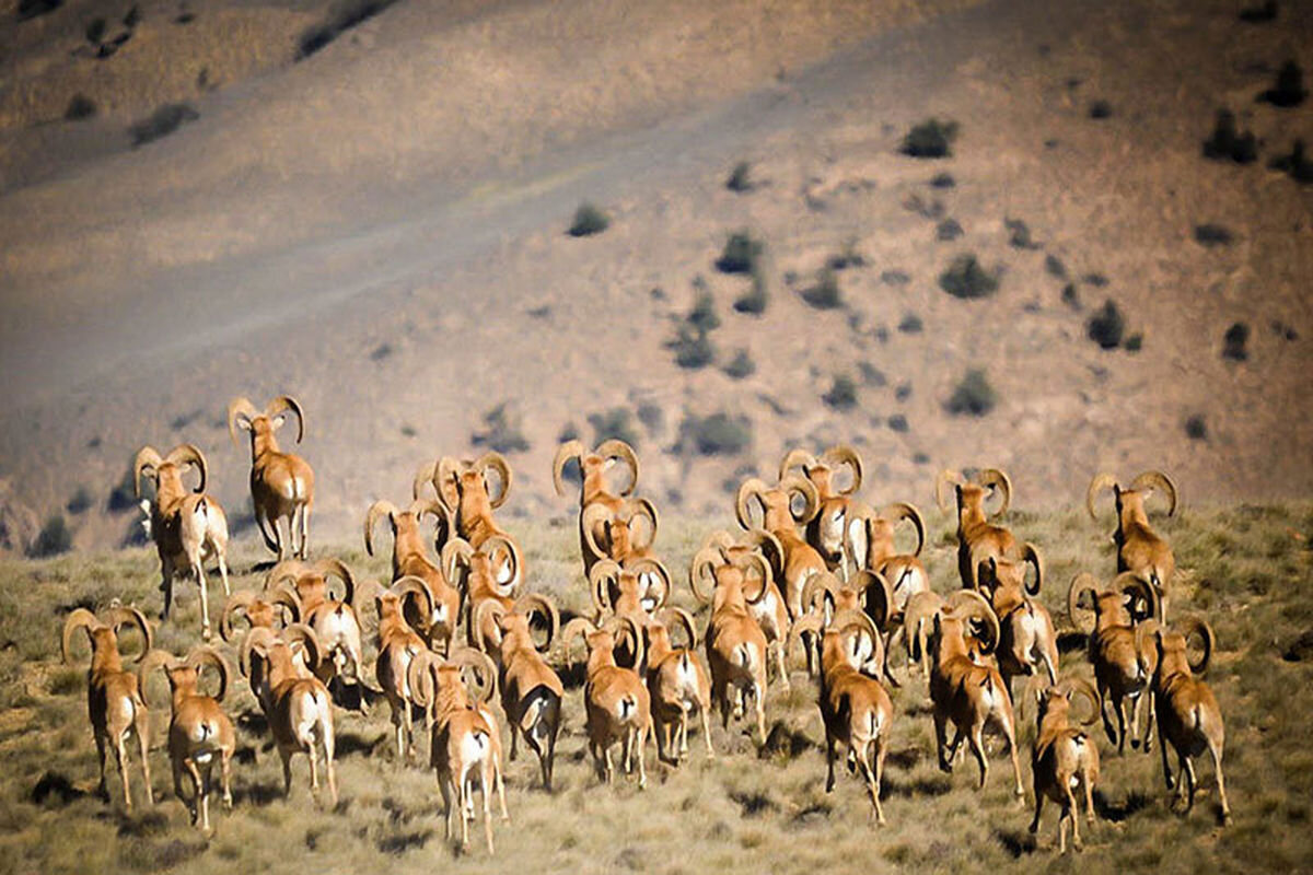 گشت و گذار قرق شکارگاه سلطنتی شرق تهران