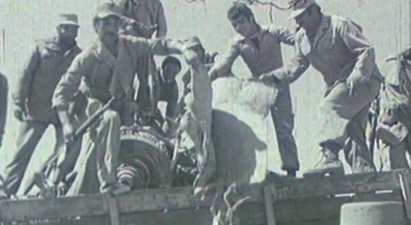 راز شکار «فاکسبَت» در آسمان تهران + ویدئو | اولین آزمایش سامانه شباهنگ