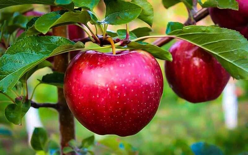 میان‌ وعده‌های خوشمزه برای کاهش اشتها