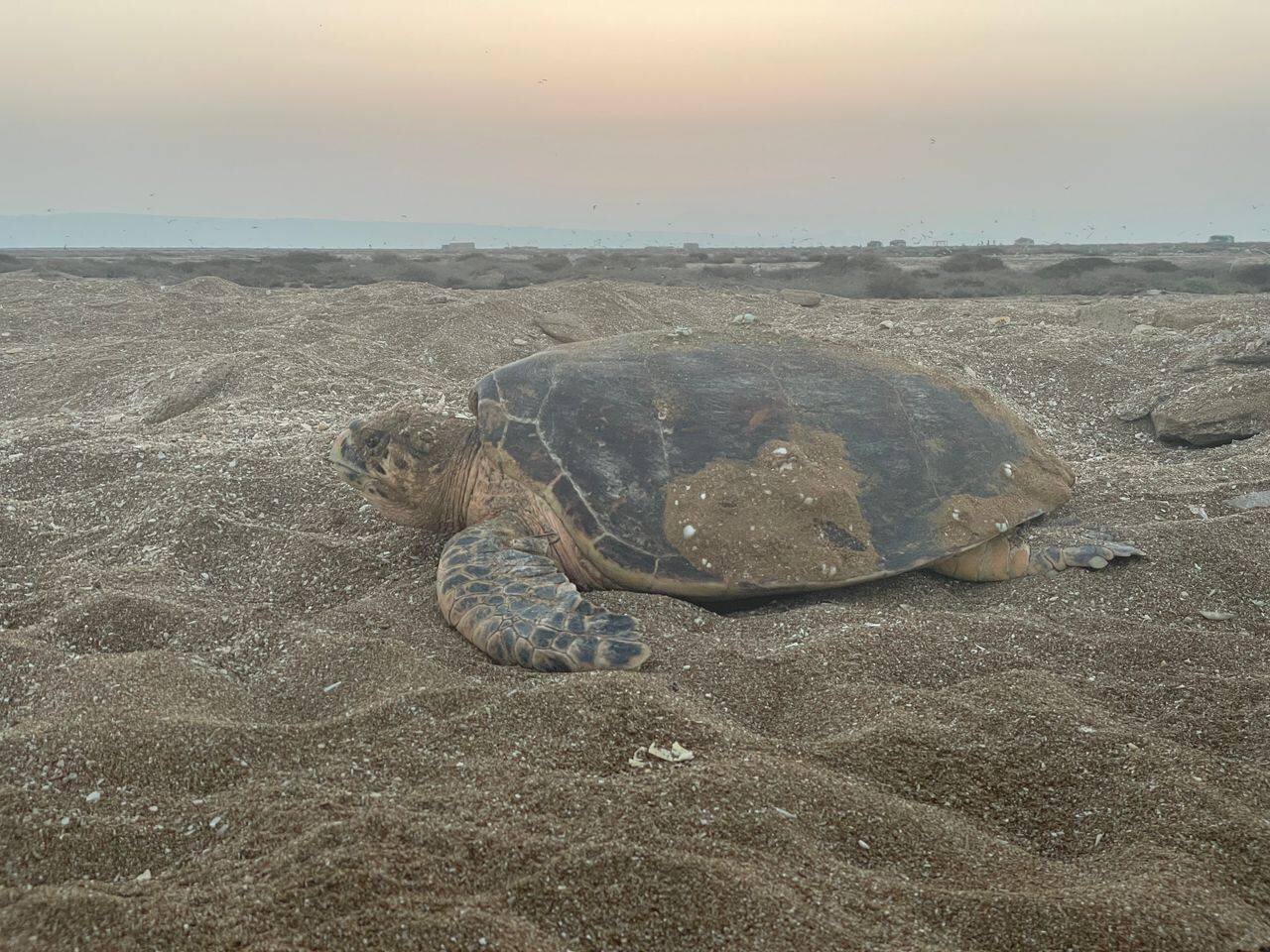 این لاک پشت بعد از 12 سال تخم گذاشت