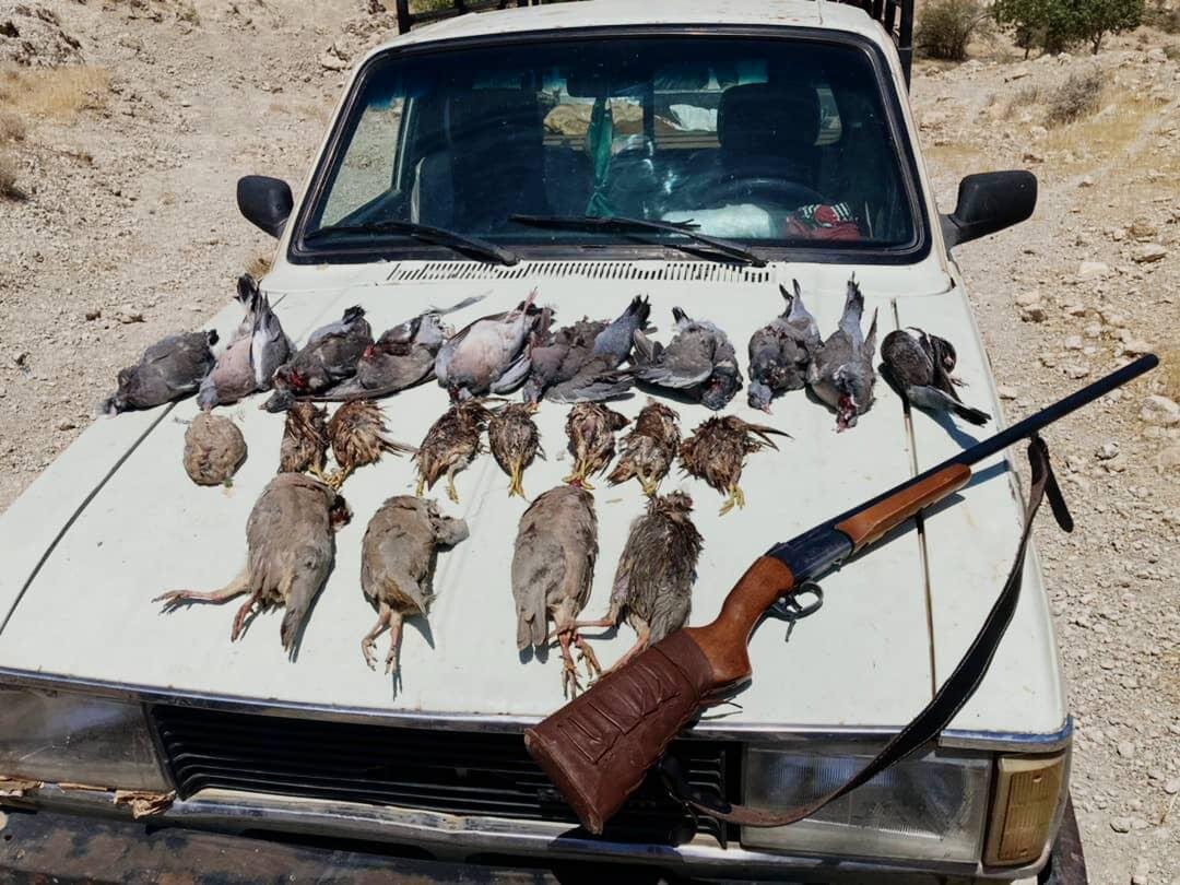 مجازات متخلفان شکار در اینستاگرام: از تعهد تا تبعید