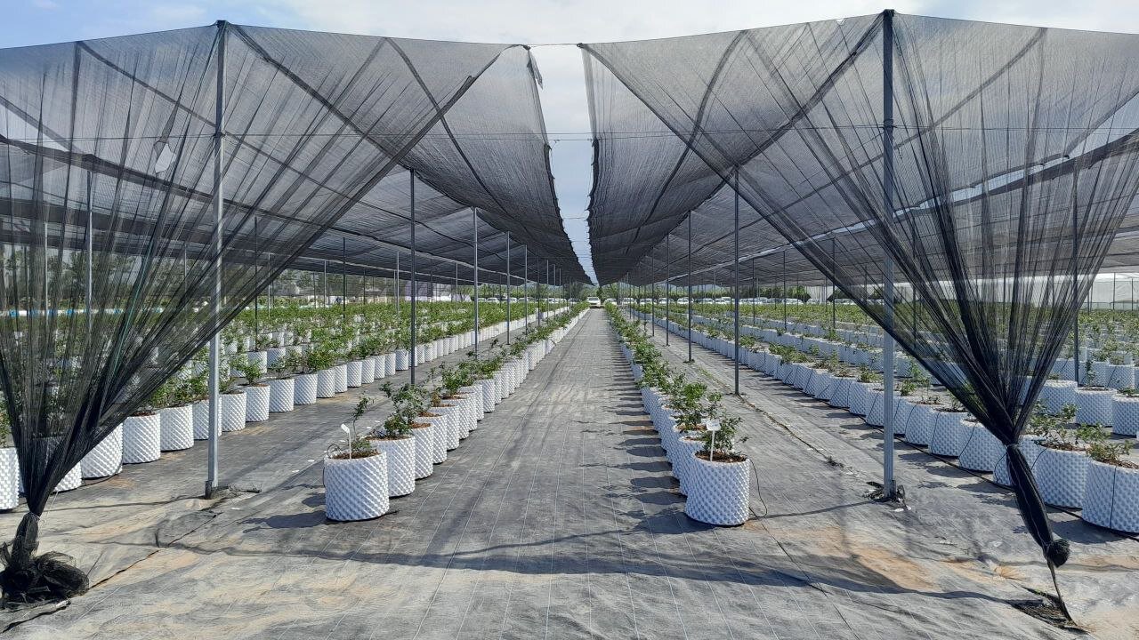 جشن توتهای آبی در انزلی