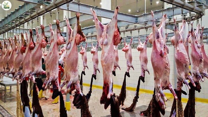 تقلب در فروش گوشت بز به عنوان گوشت گوسفند + ویدئو