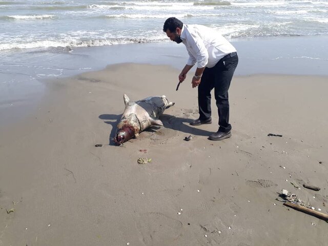 تلف شدن ۱۸ فوک خزری در سواحل مازندران
