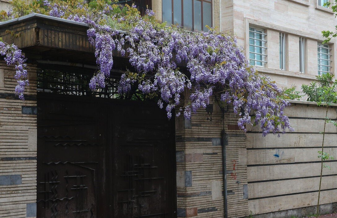 عطر خوش اقاقیا در کوچه های تهران