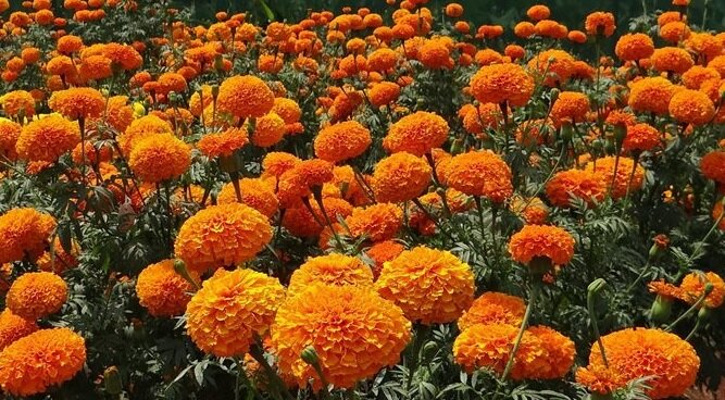 این گیاهان قاتل پشه‌های تابستانی هستند
