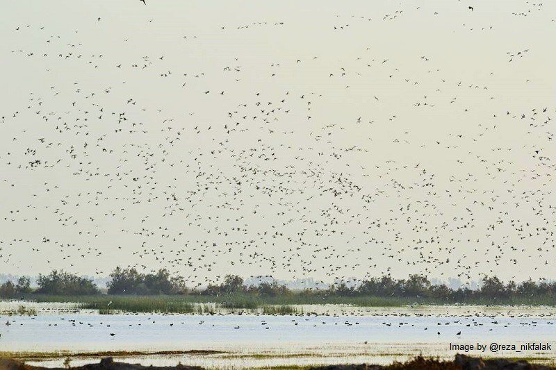 بازگشت زندگی به ۷ تالاب + تصاویر