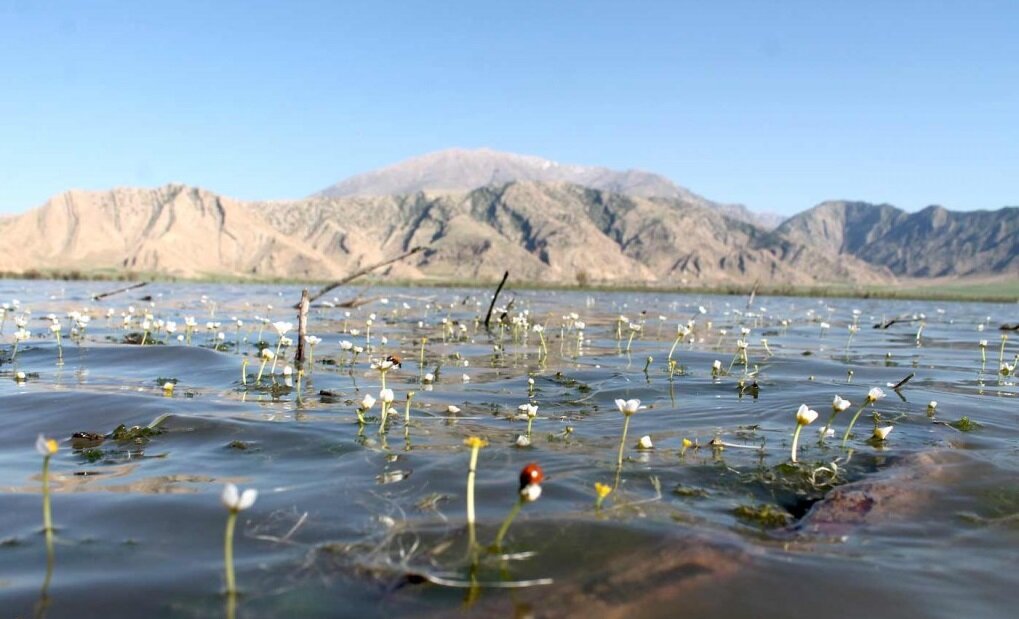 بازگشت زندگی به ۷ تالاب + تصاویر