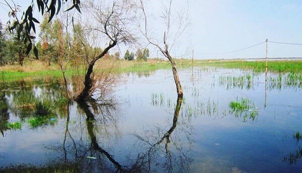 بازگشت زندگی به ۷ تالاب + تصاویر