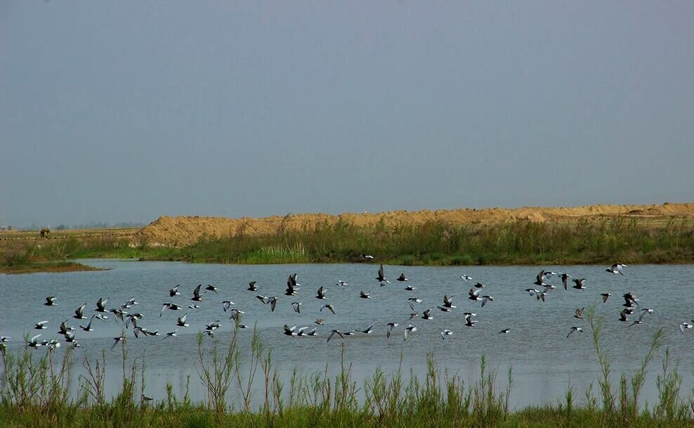 بازگشت زندگی به ۷ تالاب + تصاویر