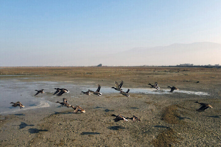 روزگار سخت تالاب نشینان | کمک ژاپنی به احیای تالاب های ایران