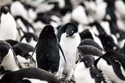 دانشمندان کشف کردند؛ فایده شگفت‌انگیز مدفوع پنگوئن‌ها در قطب جنوب!