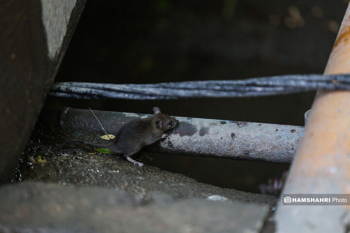 استفاده از سم جدید برای مقابله با موش ها